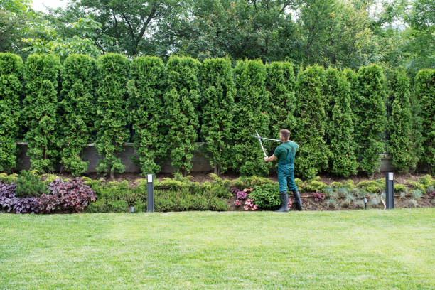 Reliable Roessleville, NY  Tree Services Solutions